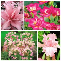 粉红色的安排 -  4种植物种类 -  100个 - 