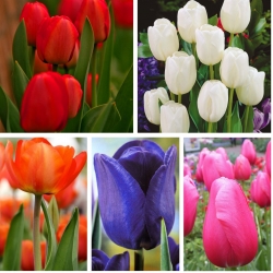 Тюльпан - Підбір барвистих сортів для зрізаних квітів - 50 шт - 