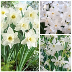 Balto ziedu daffodils izvēle - 45 gab - 