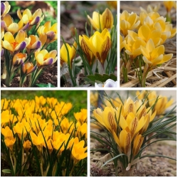 Azafranes - variedades de flores amarillas - 200 uds. - 