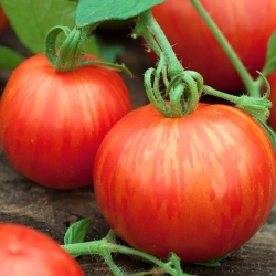 Tomate - Tigerella - 80 sementes - Lycopersicon esculentum Mill
