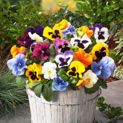 Large flowered  garden pansy - variety mix - 600 seeds