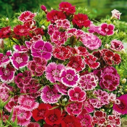 Fainbow rožinė - veislės pasirinkimas; Kinija rožinė - 450 sėklų - Dianthus chinensis - sėklos