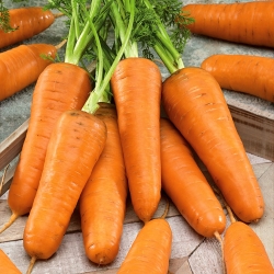 Morcov "Chantenay" - soi foarte timpuriu - 2550 de semințe - Daucus carota