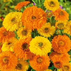 Marigold pot, Ruddles, Marigold umum, Scotch marigold "Greenheart" - 240 biji - Calendula officinalis