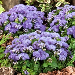 Flossflower, bluemink, blueweed, figa, pennello messicano - varietà blu - 3750 semi - Ageratum houstonianum
