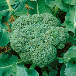 Brokolica "Calabrese Natalino" - 300 semien - Brassica oleracea L. var. italica Plenck - semená