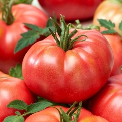 Field tomato "Warsaw Raspberry" - 175 seeds