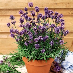 Rumah Garden - Lavender "Munstead Strain" - untuk penanaman dalaman dan balkoni; lavender sempit, lavender taman, lavender Inggeris - 200 biji - Lavandula angustifolia - benih