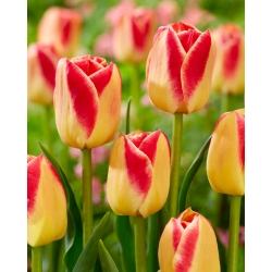 Tulipa Candy Corner - Tulip Candy Corner - 5 bulbs