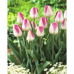 Tulppaanit Innuendo - paketti 5 kpl - Tulipa Innuendo