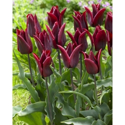 Tulipa de dragoste de durată - tulpina de dragoste de durată - 5 bulbi - Tulipa Lasting Love