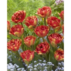 Tulppaanit Sundowner - paketti 5 kpl - Tulipa Sundowner