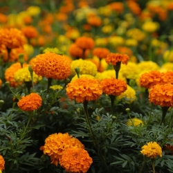 Mexican marigold - scentless variety mix - 300 seeds