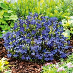 Kék szegély lobelia; kerti lobelia, homályos lobelia - 6400 mag - Lobelia erinus - magok