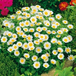 Bílý trpasličí chryzantéma - 340 semen - Chrysanthemum leucanthemum - semena