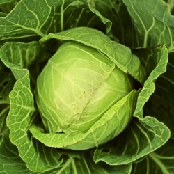 White cabbage "Roem van Enkhuizen 2" - medium early variety - 400 seeds