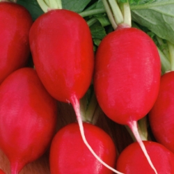 Radish "Lucynka" - early, carmine-red variety resistant to becoming pithy - 850 seeds