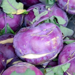 Kohlrabi "Blankyt" - purple, extremely sturdy variety - 260 seeds