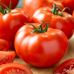 Tomate - Tolek - Lycopersicon esculentum Mill  - sementes