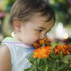 حديقة سعيدة - "القطيفة الكونية" - البذور التي يمكن أن ينمو الأطفال! - 315 بذرة - Tagetes patula nana  - ابذرة