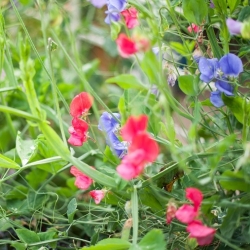 Happy Garden - "البازلاء الحلوة التي تتسلق معي" - البذور التي يمكن أن ينموها الأطفال! - 24 بذور - Lathyrus odoratus - ابذرة
