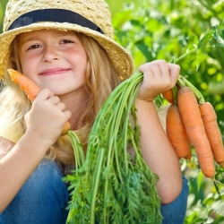 Happy Garden - "อร่อยเหมือนแครอท" - เมล็ดพันธุ์ที่เด็ก ๆ สามารถเติบโตได้! - 765 เมล็ด - Daucus carota