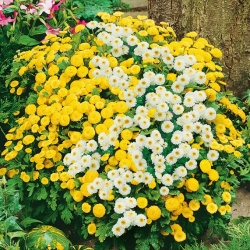 Chrysanthemum parthenium - Reunuspietaryrtti - mix - siemenet