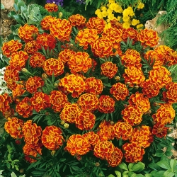 Marigold Perancis "Bonita Bolero" - Tagetes patula L. - benih