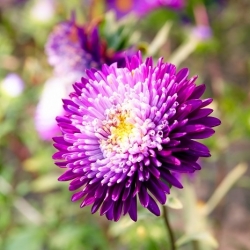 Princess aster "Zephyr" - purple-white, tall variety - 450 seeds