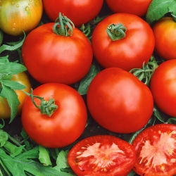 Tomate "Moneymaker" - Hochwachsend für den Anbau im Freiland oder unter Schutzabdeckungen - 180 Samen