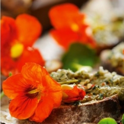 Edible Flowers - garden nasturtium Tom Thumb - colour variety mix; Indian cress, monks cress
