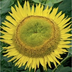 الزهور البولندية - عباد الشمس طويل القامة "آمور أدمير" - ابذرة