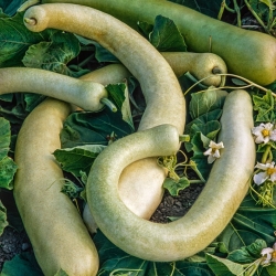 Calabash 'Sicilian Snake'; bottle gourd, white-flowered gourd