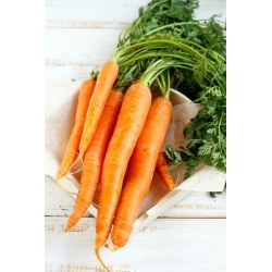 गाजर "पहली फसल" - लेपित बीज - 
