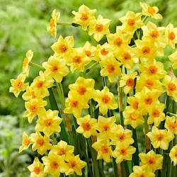 „Daffodil Falconet“ - 5 vnt. - 