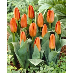 Tulip tulip tumbuh rendah - Greigii orange - 5 pcs. - 