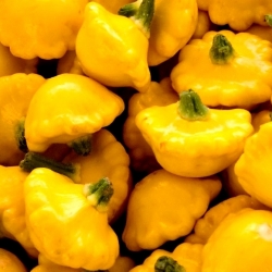 Yellow Patty Pan Squash semená - Cucurbita pepo - 28 semien - Cucurbita pepo var. pattisonina ‘Orange'
