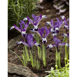 Netted iris Spot On - 10 pcs; golden netted iris