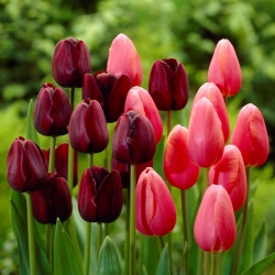 Весенняя магия - набор из 2 сортов тюльпанов - 40 шт.