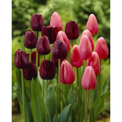 Vårmagi - sett med 2 tulipasorter - 40 stk.