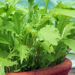 Mini Garden - Savoury cut leaves - for cultivation on balconies and terraces
