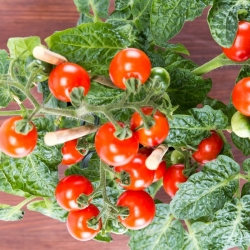 Mini Garden - Tomat merah ceri - untuk penanaman di balkoni dan teres - Lycopersicon esculentum - benih