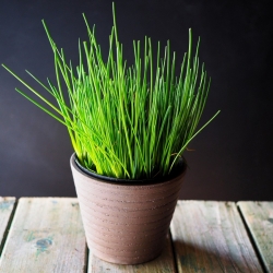 Mini Garden - Chives - for cultivation on balconies and terraces; rocket