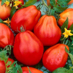 Tomato tinggi "Red Pear" - 120 biji - Lycopersicon esculentum Mill  - benih