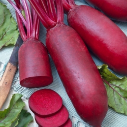 Beetroot "Cylindra" - 940 seeds