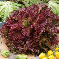 Zelena salata "Rosela" - Lactuca Sativa L. var. capitata  - sjemenke
