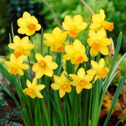 Narcissus Jetfire  - 黄水仙Jetfire  -  5个洋葱
