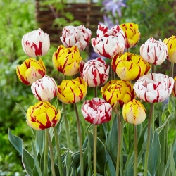 Avant-garde de jardim - conjunto de 2 variedades de tulipas - 40 unid. - 