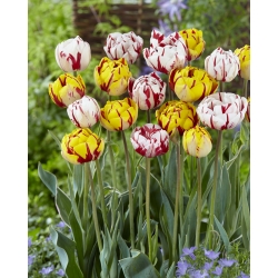 Vườn Avant-gardene - bộ 2 giống hoa tulip - 40 chiếc. - 